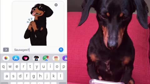 Guess What! The CrusoeMoji Set is HERE! - Cute Dachshund Emojis