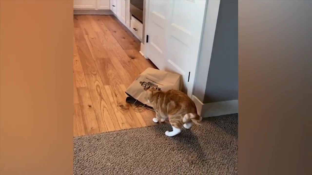 The most funny animals play with dogs and cats 2021 No #57