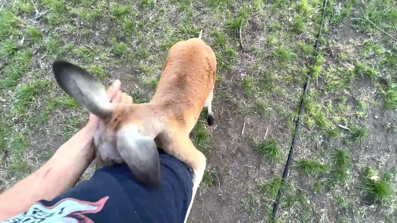 How to Fight a Kangaroo (and talk to eggs)5