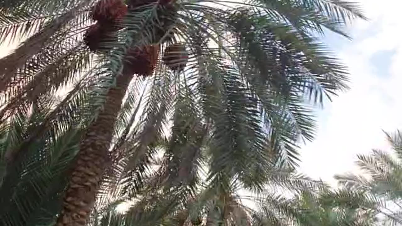 Cycle Riders passing through Arab Palm 🌴 Farmes