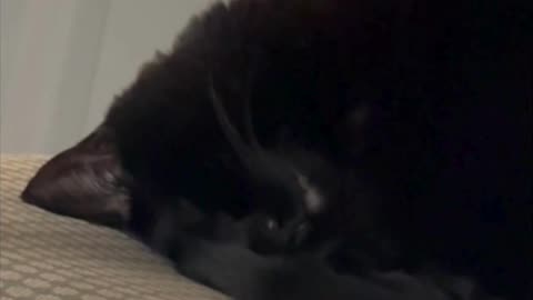 Cute Precious Piper is an Upside Down Sleeping Loaf - Adopting a Cat from a Shelter Vlog #shorts