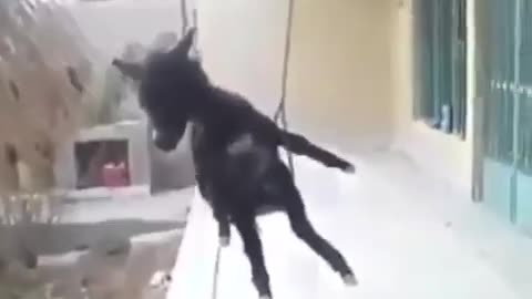 Funny Goat