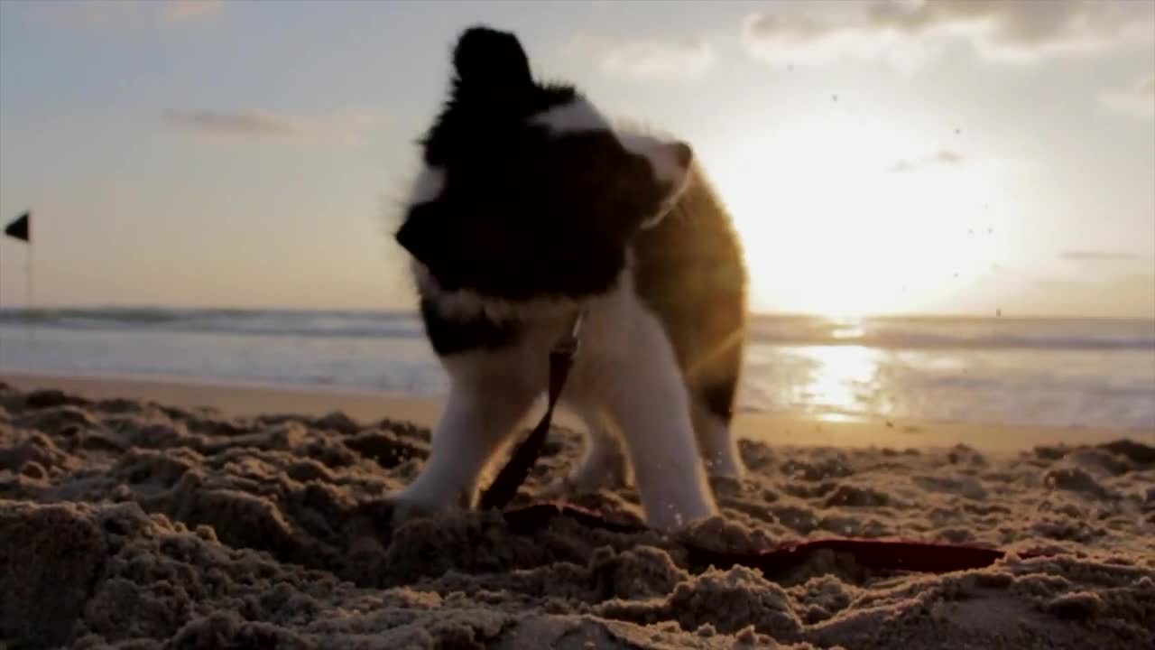 This cute puppy plays on the beach