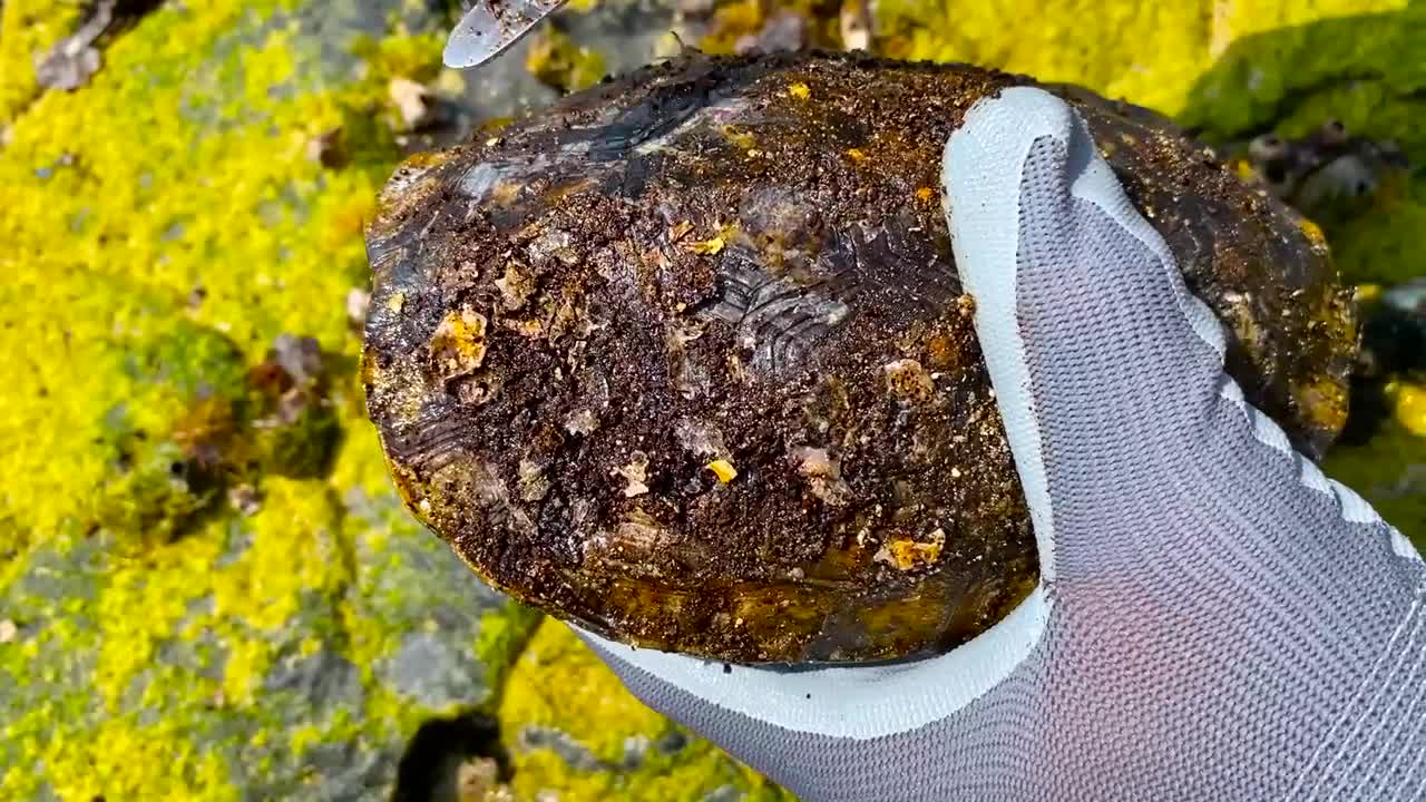 Sea turtle rot because of black cement secreted by barnacles she need to remove barnacles from shell