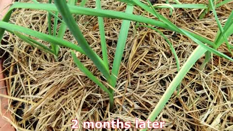 Unexpectedly, growing garlic in styrofoam box with water gives so many roots