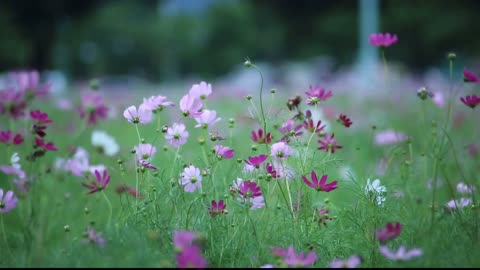 Beautiful 😍 Flower | All time Favorite scenery | Jungles