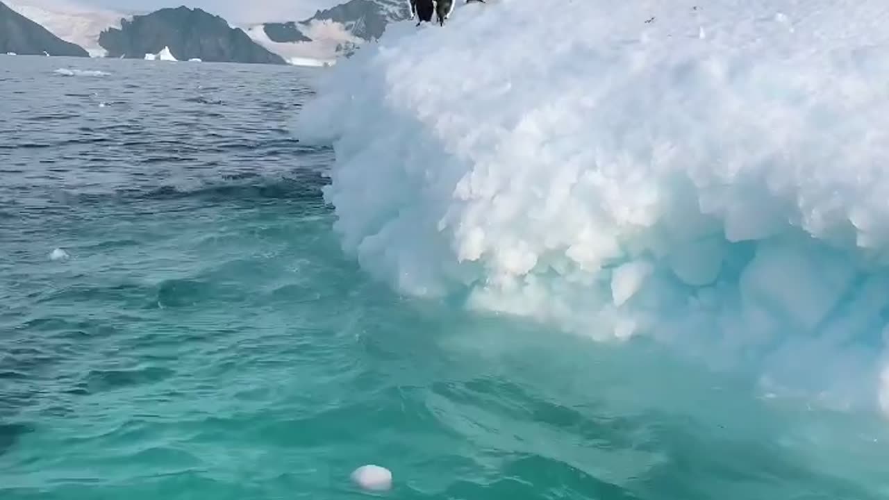 Penguins going for a morning swim ❤️