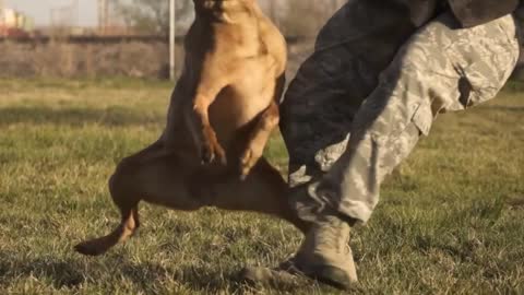 Military Dogs|Indian Army|Indian dog training|army dog|short