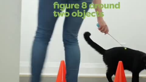 One very cute girl training her cat