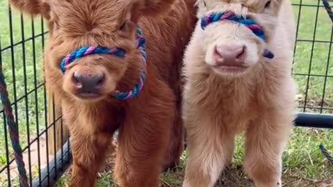 Baby Cows Cuteness Overloaded