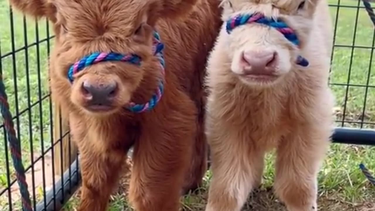 Baby Cows Cuteness Overloaded