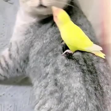 "Claws vs. Beaks: The Cat and Bird Bite Battle Unleashed!"