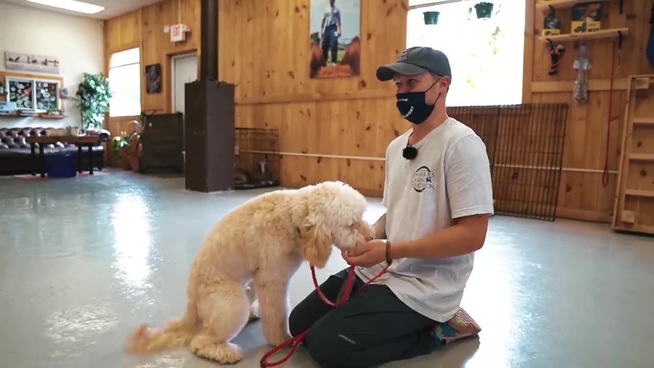 The dog training video