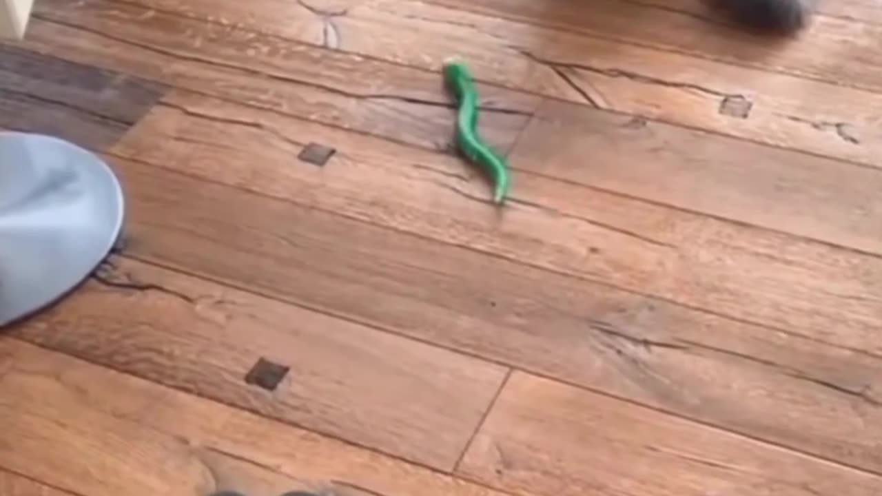 Cat funny video with snake 😁😁😁🤣😂🐱🐱