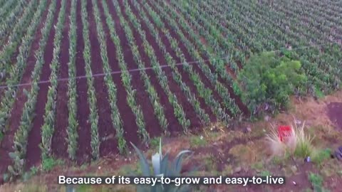 Millions of Nopal Cactus Harvesting 🌵 - Nopal Cactus Cultivation - Cactus Farming and Harvest