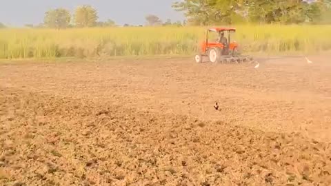 Agricultural Farming #agriculture #farming #news #trendingnews #farmers #preparing #land #cultivation #life