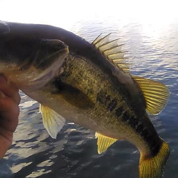 MALE BASS