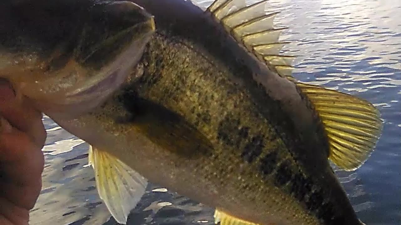 MALE BASS