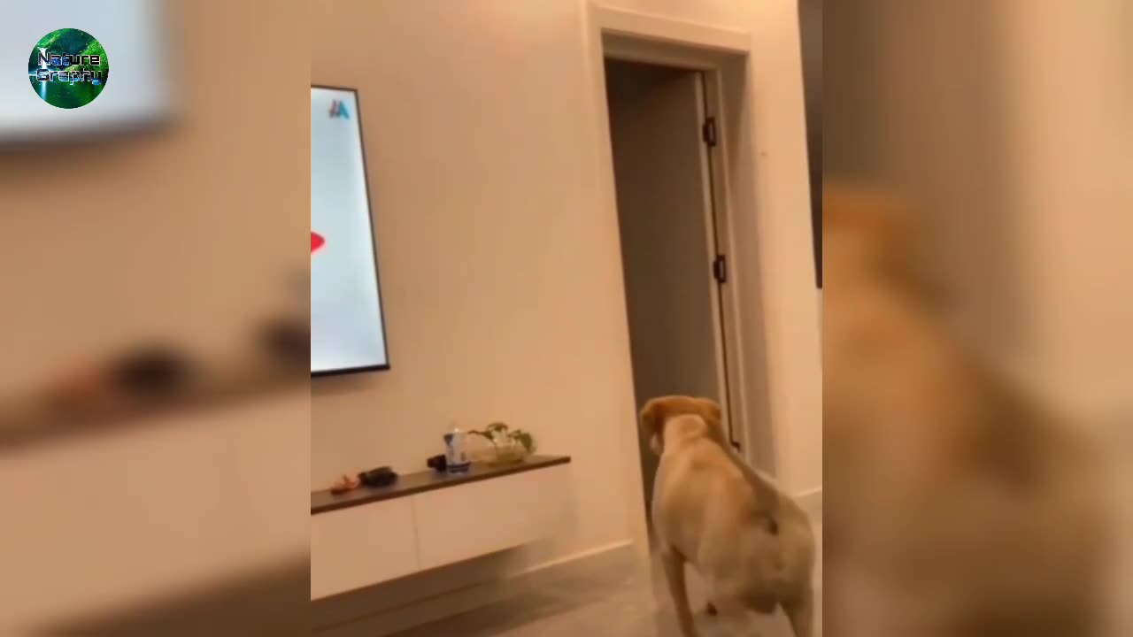 Dogs Funny Vedios: After Watching TV Dogs Confused on Screen or Reality