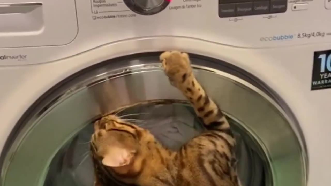 CatππΊπ±π»πβ€