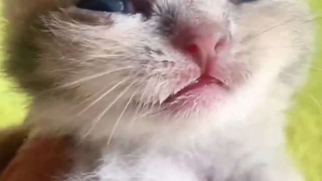 Best Funny Animal Videos 2022 #CutePets #funnyanimal #funnycat