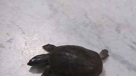 Cute Turtle