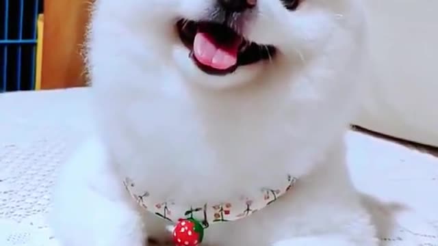 Happy time for the little animals 5125486460