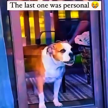 Watch some funny videos of your pets.😂😂🤣