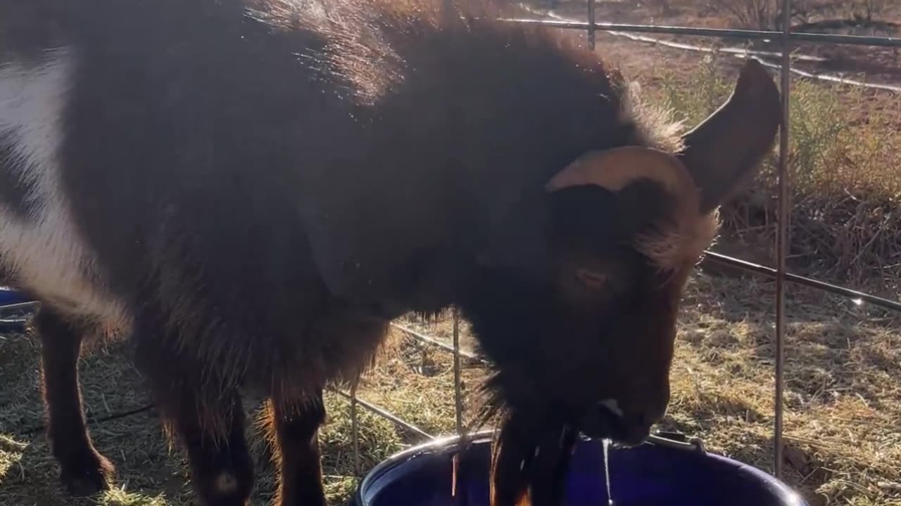 PJ the Dwarf Nigerian Buck: A Tale of Thirst and Impatience at H5 Ranch