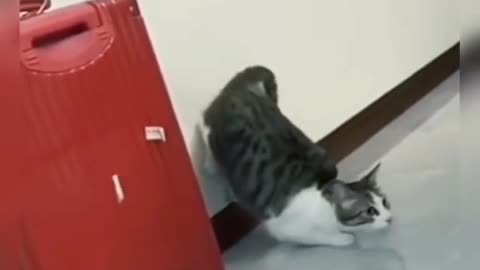 Funny animals 😹😹