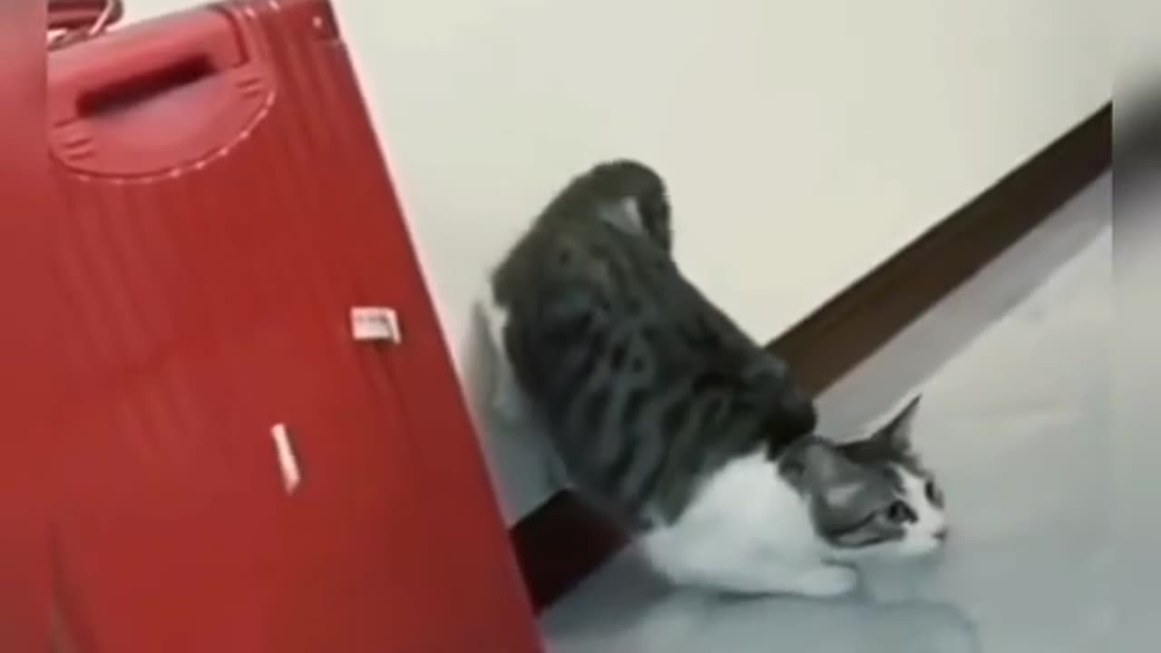 Funny animals 😹😹