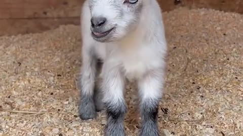 Lovely goat