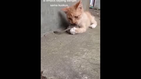 New Funny Animals 😂 Funniest Cats and Dogs Videos 😺🐶