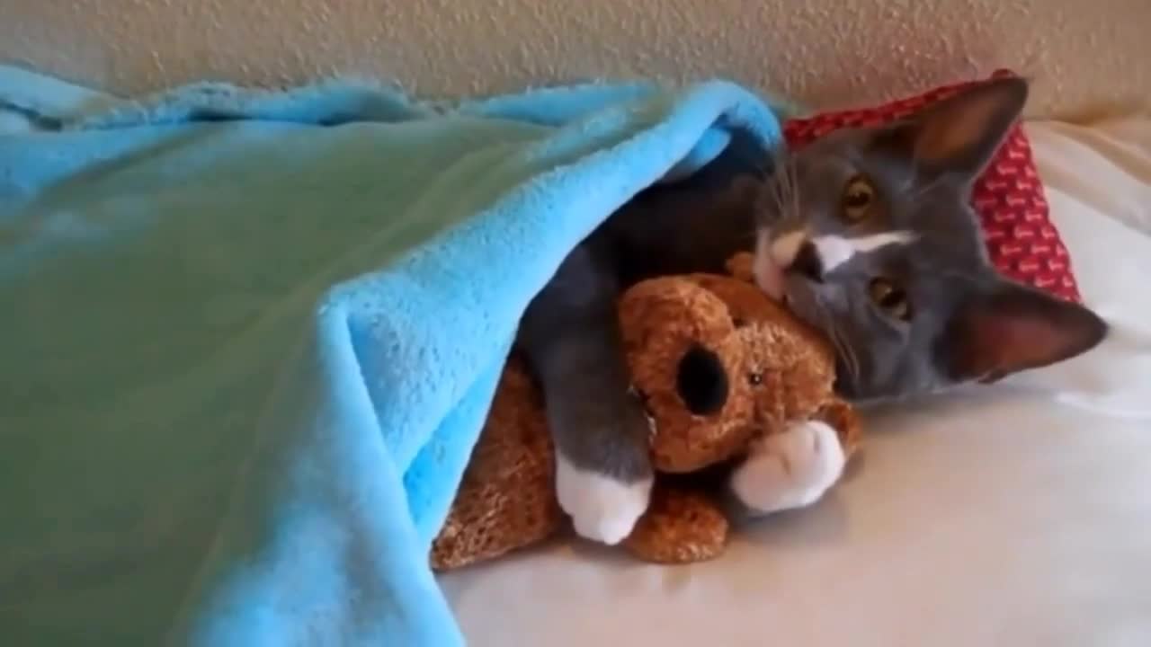 cat hugging a toy