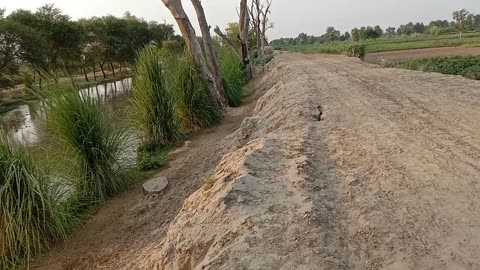 Morning Walk Track beautiful Scene