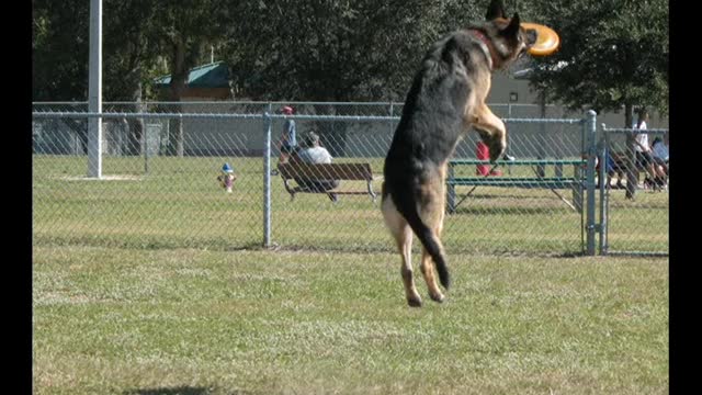 Teaching German Shephard Pup to catch a Frisbee