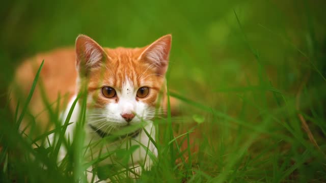 Funny Animal,