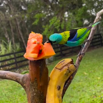 beautiful bird 🐦 😍