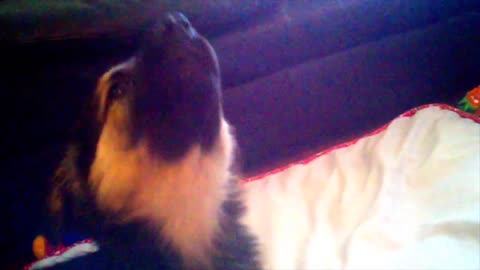 Puppies Learning to Howl