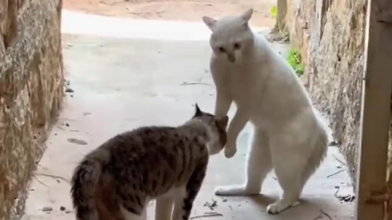 Super_funny_cats_videos_compilation_.will_make_you_LAUGH_EXTREMELY_HARD😂😂)