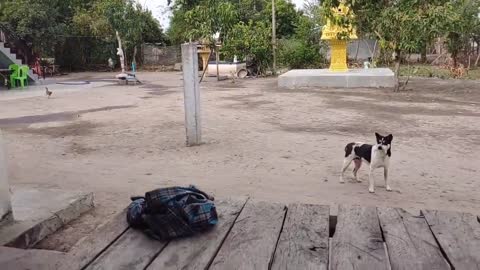Wow Nice Pranks Dog Video!!! Try To Stop Laugh Challenge Pranks