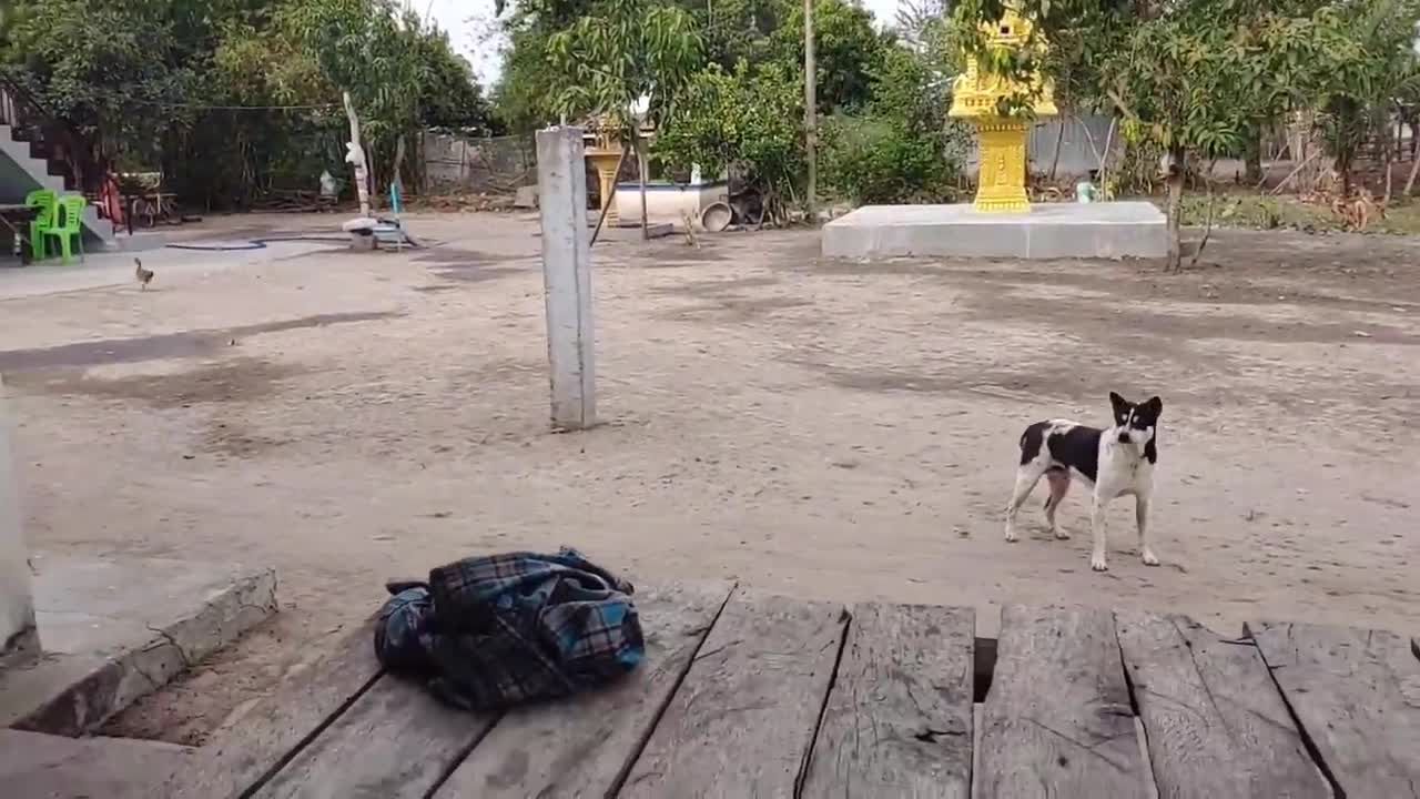 Wow Nice Pranks Dog Video!!! Try To Stop Laugh Challenge Pranks