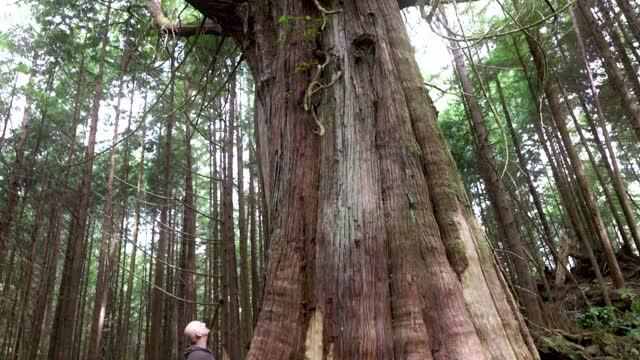 Canopy Rainforest Behind the Scenes #1