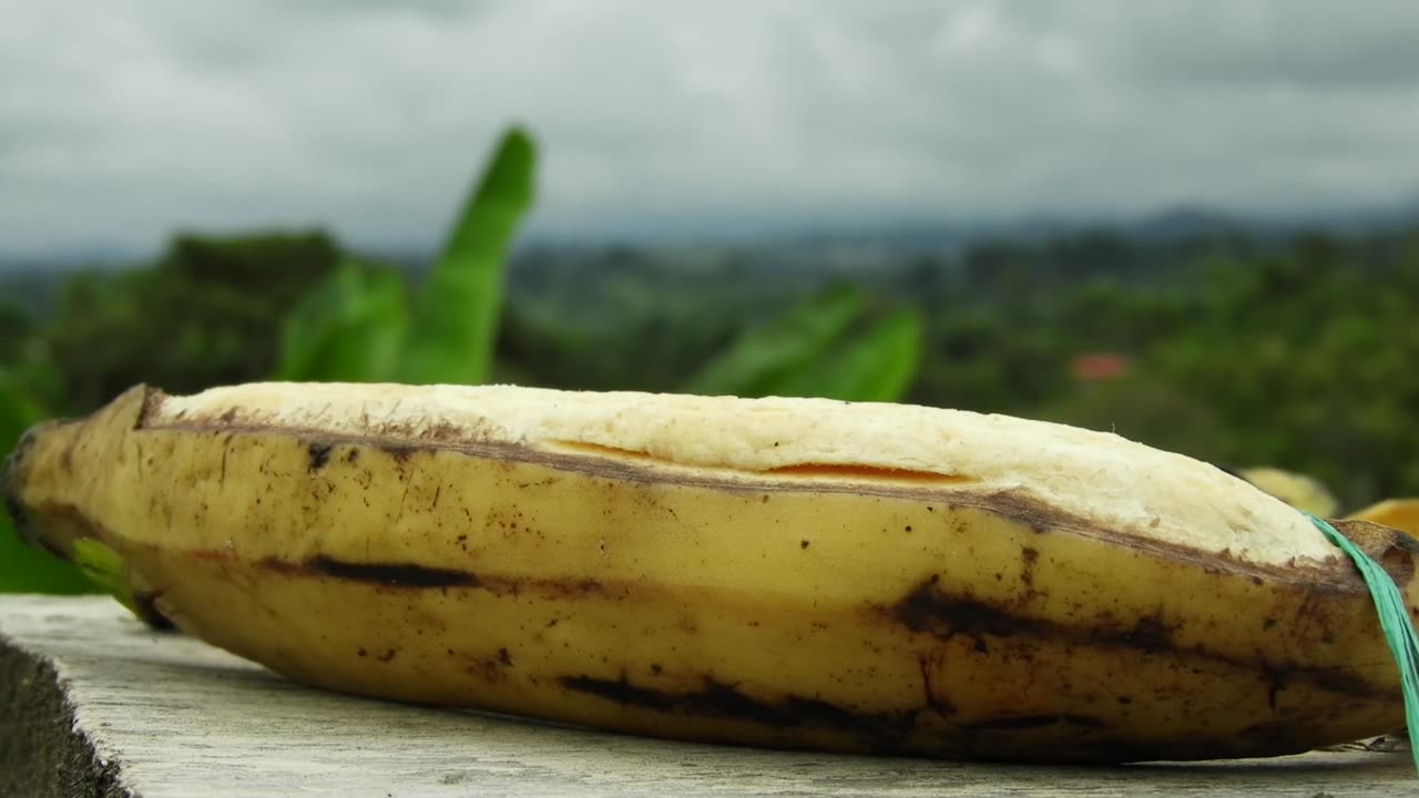 Bananas are slightly radioactive