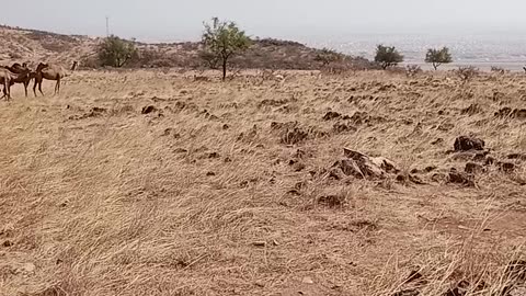 Camels of Salalah Oman