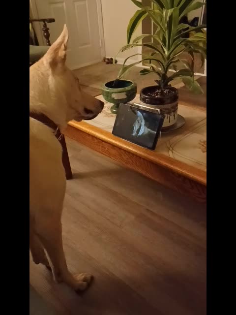 Bella Watching a Movie