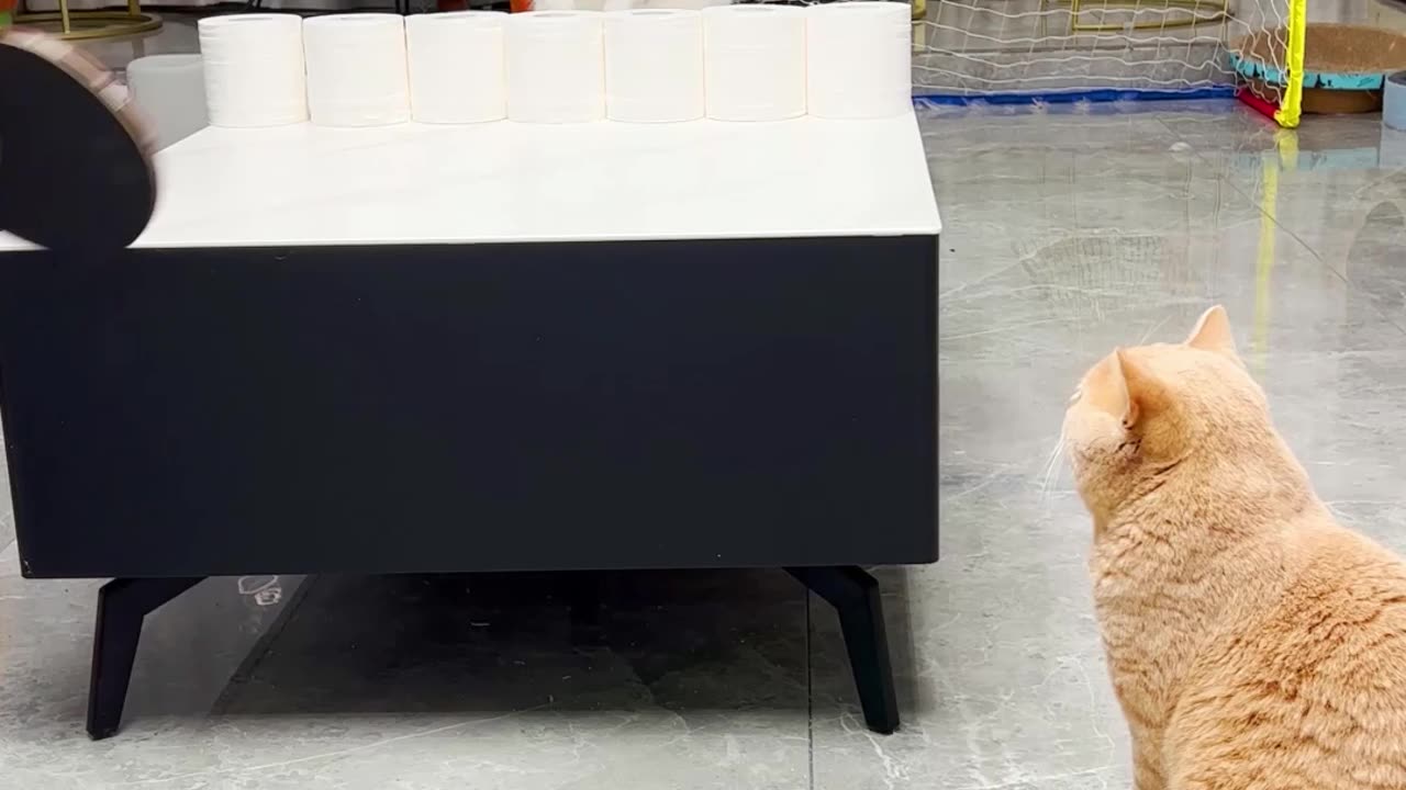 cat funny video 2023