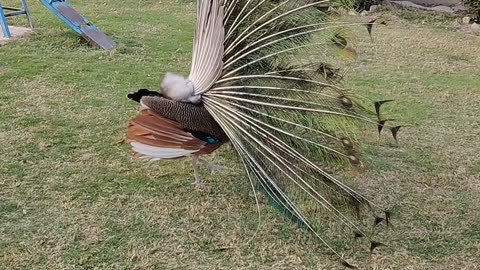 beautiful peacock dancing