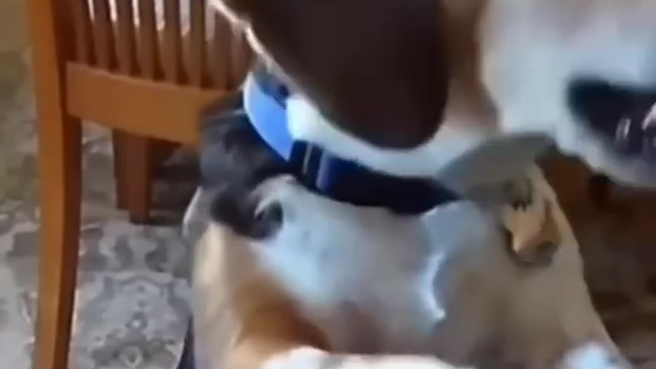 Funny dogs video