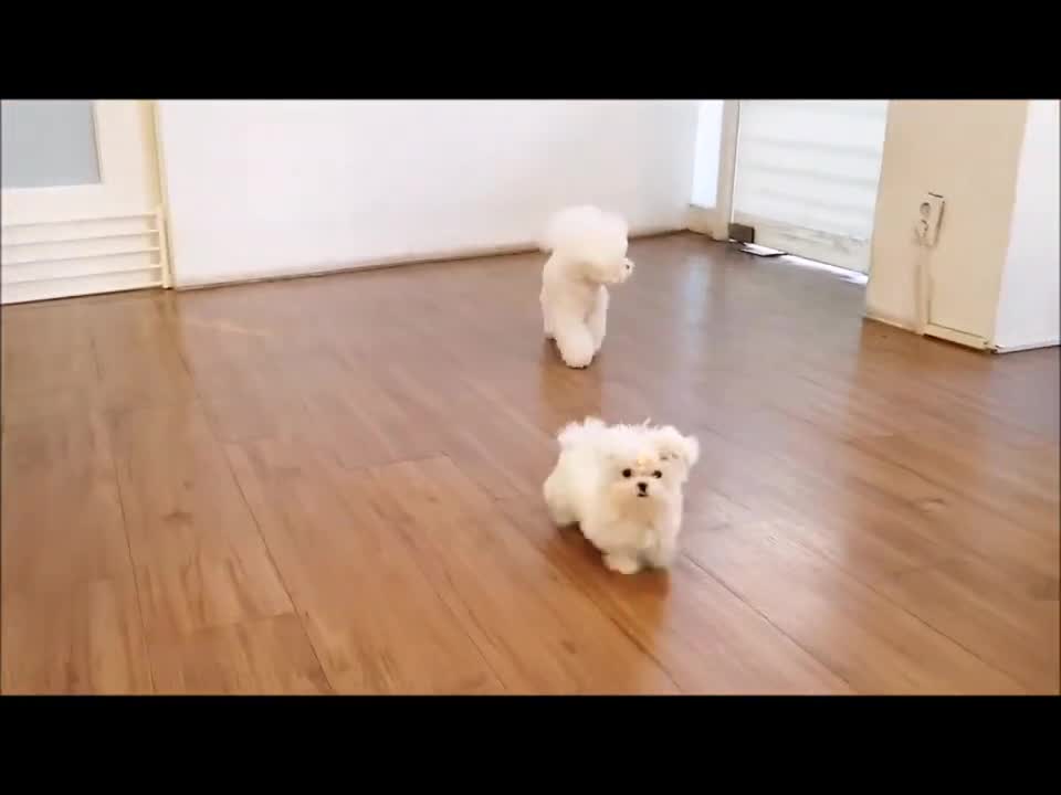 CUTEST PUPPIES IN THE WORLD!!!